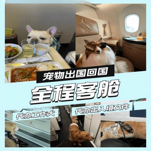 云浮市宠物托运到白俄罗斯宠物入境规定和要求